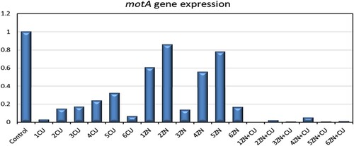 Figure 6. Folding ratio of mot A gene expression for before and after CuO and ZnO and a mixture of CuO and ZnO.