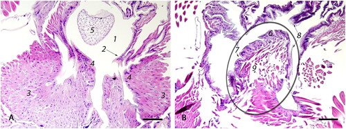 Figure 5. Photomicrographs of (A) the median oviduct (1) which is lined by simple cuboidal epithelium (2) and is externally surrounded by a well-developed outer sphincter muscle (3) that forms two lateral folds (4) of the median oviduct by protruding inwards; egg (5); (bar = 100µm); (B) The valve fold (circled) is a deep, transverse, epithelio-muscular inward projection, lined by simple cuboidal epithelium (6) that forms multiple invaginations (7), covered by a thin intima (8). The core of the stalk is composed of loosely arranged musculature (9) (bar = 100µm).