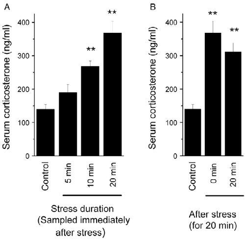 Figure 1.  The effect of the acute tail-hanging stress on serum corticosterone concentration. Blood samples were collected immediately after tail-hanging stress for 5, 10, or 20 min (A), or 20 min after the stress for 20 min (B). The data are mean ± SEM. **p < 0.01 vs. control group, ANOVA and LSD post-hoc tests, n = 6–8 per group.