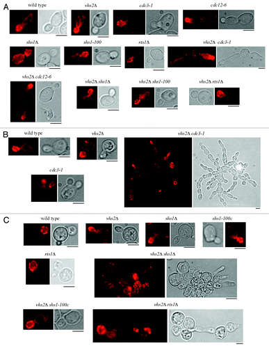 Figure 3. Cell morphology and actin deposition in several double mutants. Exponentially growing cultures of cells with the indicated genotype were grown at 25 °C in YEPD (A) and then shifted to 30 °C (B) or 37 °C (C) overnight. Cell samples were taken to visualize cell shape and to analyze actin patches, cables, and rings by using rhodamine–phalloidine staining. Bar: 5 μm.