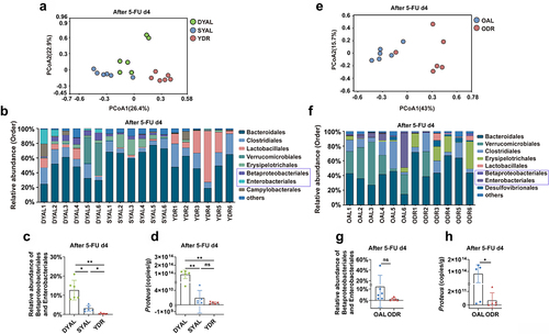 Figure 5. DR reduced the opportunistic pathogens in the gut microbiota of mice after 5-FU treatment.