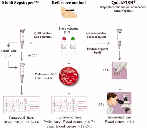 Figure 1. Workflows and turnarounds time for the methods used in the present study. During the first substudy (a), both commercial assays, the Maldi SepsityperTM kit (i) with or (ii) without extra formic acid treatment, and the QuickFISH® test were compared with the reference method. Gram-positive cocci in clusters were selected for evaluation of the Staphylococcus and/or Enterococcus QuickFISH® tests. During the second substudy (b), only the QuickFISH® test was compared with the reference method. Gram-negative bacilli were selected for evaluation of Gram-Negative QuickFISH® test.