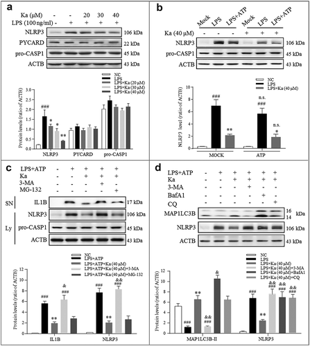 Figure 7. Ka promotes NLRP3 protein autophagic degradation, which inhibits NLRP3 inflammasome activation. (a) Immunoblotting analysis of NLRP3, PYCARD, pro-CASP1, and ACTB from LPS-primed BV2 cells treated with various doses of Ka for 5 h. Data are representative of 4 independent experiments with repetitions (means ± SEM). ###P < 0.001 vs. control group, as determined by the Student’s t-test. *P < 0.05, **P < 0.01 vs. LPS group, as determined by the Student’s t-test. (b) Immunoblotting analysis of NLRP3, PYCARD, and pro-CASP1 from LPS-primed BV2 cells treated with 40 μM Ka for 5 h and then stimulated with or without ATP for 30 min. Data are representative of 3 independent experiments with repetitions (means ± SEM). ###P < 0.001 vs. control group, as determined by the Student’s t-test. *P < 0.05, **P < 0.01 vs. LPS group, as determined by the Student’s t-test. n.s.P > 0.05 vs. corresponding MOCK group by one-way ANOVA, followed by the Holm-Sidak test. (c) LPS-primed BV2 cells were cultured with MG-132 (10 μM) or 3-MA (5 mM) for 1 h and then treated with Ka (40 μM) for 5 h, followed by a 30-min incubation with 5 mM ATP. Supernatants (SN) and cell extracts (lysate) were analyzed by immunoblotting. (d) Immunoblotting analysis of MAP1LC3B and ACTB levels in cell lysates from LPS-primed BV2 cells cultured with 3-MA (5 mM), BafA1 (100 nM) or CQ (10 μM) and then treated with Ka (40 μM) for 5 h. Data in (c and d) are representative of 3 independent experiments with repetitions (means ± SEM). ###P < 0.001 vs. control group, as determined by the Student’s t-test. **P < 0.01 vs. LPS group, as determined by the Student’s t-test. &P < 0.05, &&P < 0.01 vs. Ka group by one-way ANOVA, followed by the Holm-Sidak test. Ka, kaempferol.