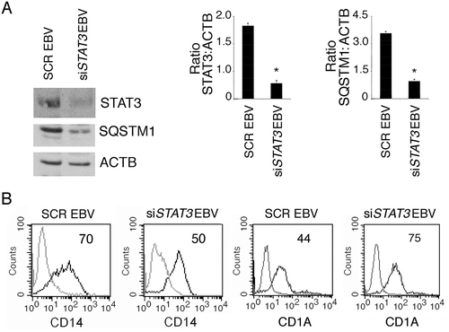 Figure 5. STAT3 silencing partially prevents EBV-mediated inhibition of DC formation. Monocytes silenced for STAT3 with specific siRNA or scrambled siRNA-treated (SCR) were exposed to EBV and cultured in the presence of the differentiation cocktail for 3 days. (a) Western blot analysis of STAT3 and SQSTM1 expression and (b) FACS profiles of CD14 and CD1A expression in EBV-infected, scrambled siRNA-treated or STAT3-silenced cells. The mean of fluorescence intensity is indicated. Solid grey peaks represent the isotype controls. One representative experiment out of 3 is shown. For western blots ACTB was used as loading control. One representative experiment out of 3 is shown. The histograms represent the mean plus S.D. of the densitometric analysis of the ratio of STAT3:ACTB and of SQSTM1:ACTB of 3 different experiments. * P value < 0.05.