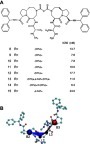 Figure 1 Chemical structure of bivalent Smac mimetics. (A) 8 bivalent Smac mimetics studied in this paper and their binding affinities to XIAP.Citation28 (B) The reaction coordinates associated with compound 9 shown in CPK representation, where C atoms are colored cyan, N blue and O red. The reaction coordinate ξ is the distance B3-B2, and the reaction coordinate α is the dihedral B3-L3-L2-B2. Points B3 (the large red ball) and B2 (the large blue ball) are the centers of mass of the (8,5)-bicyclic cores of the AT-406 parts, and points L3 and L2 (the two black balls) are the terminal atoms of the linker chain connected to the AT-406 parts.