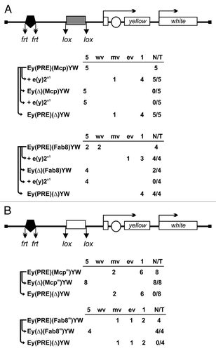 Figure 4. ENY2 is essential for the barrier activity of dCTCF-dependent insulators Fab-8 and Mcp in transgenic lines. (A) The Fab-8 and Mcp insulators are indicated by gray rectangle. In schemes of the constructs (drawn not to scale), the yellow coding region and the white gene (marker) are shown as white rectangles. The yellow coding region is separated by the intron. Arrows indicate the direction of yellow and white transcription. The enhancer controlling yellow expression in bristles is represented by white oval. The 660-bp PRE is indicated by black pentagon. Downward arrows mark the lox and frt sites. In construct names, the corresponding excisable element is parenthesized. Ey is the abbreviation for “enhancers of yellow gene.” The yellow expression in bristles is shown in the selected transgenic lines before and after deletion of either the insulator or PRE in the e(y)2u1 background. The degree of yellow expression in bristles of the thorax and head was scored using a five-point scale: (1) loss of pigmentation, (ev) extreme variegation, (mv) moderate variegation, (wv) weak variegation, and (5) wild-type pigmentation (for details, see the text). The “degree” column shows the numbers of transgenic lines with different bristle pigmentation levels. N is the number of lines in which flies acquired a new yellow phenotype relative to the initial lines. T is the total number of lines examined for each particular construct. (B) The Fab-8 and Mcp insulators with mutated dCTCF binding sites shown as white rectangles.