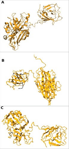 Figure 3. The effects of mutations (P259S, L477T) on the structural stability of ORF2 region of HEV predicted by DUET web server. Mutations are shown in blue color ribbon. (A) Crystal struture without mutation of ORF2 (2ZTN-amino acid 129–606). (B). P259S; feature: distabilizing; secondary structure: loop or irregular. (C). L477T; feature: distabilizing; secondary structure: extended β-strand.