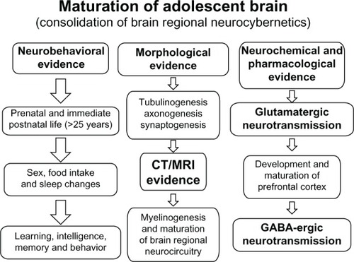 Figure 2 A diagram illustrating various stages of human brain development.