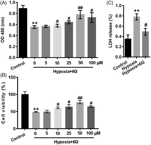 Figure 1. 6 G alleviated the decline of cell viability induced by hypoxia in a concentration-dependent manner. (A and B) Cell viability was assessed using CCK-8 and MTT methods. H9c2 cells were treated with 6 G at different concentrations (0, 5, 10, 25, 50 and 100 μM) before hypoxia-induced injury. (C) The release of LDH from H9c2 cells was quantified by absorbance with a microplate reader. H9c2 cells were pre-treated with 50 μM for 24 h before stimulated in a hypoxic condition. 6 G: [6]-Gingerol. **p < .01 vs Control; #p < .05 or ##p < .01 vs Hypoxia.