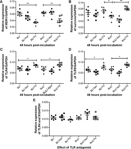 Figure 6 Expression levels of the different genes. (A) All treated cells showed a significant difference (P<0.005) in MDR1 gene regulation (B) Survivin gene expression compared with the untreated group and other groups at 48 hours post-incubation. (C) & (D) All the treated cells showed elevated levels of TLR4 and 9 expression and significant high levels were observed in Fe-Lf treated cells when compared with untreated group and other groups. (E) The TLR antagonist achieved a 7–9-fold downregulation of expression in the different groups. A significant difference (P<0.05) was found between the iron-saturated lactoferrin-treated group compared with the other groups. *=P<0.05; **=P<0.005.