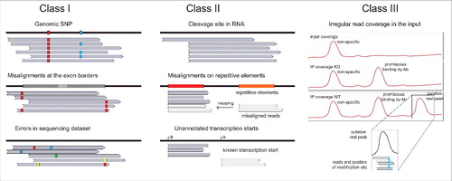 Figure 8. Sources of artifacts in Class I, II and III techniques. Left: Identification of RT-signatures in Class I methods may be affected by the presence of genomic SNPs, by possible mis-aligned nucleotides at exon-intron borders and by errors in the sequencing data set. Center: Class II approaches may generate false-positive signals due to strong non-specific cleavage sites in RNAs, due to mis-alignment of some reads to repetitive RNA sequences, due to unannotated transcription sites. Right: Class III approaches based on Ab enrichment may suffer from non-specific enrichment signals, from Ab promiscuity or mis-alignments. Important controls for these approaches include the coverage profile in the input (top trace), and the enrichment profile for KO or deleted strain (middle). Only specific peaks present in WT sample and absent in control traces should be considered as candidates. The insert shows that the position of the modified residue does not always correspond to the maximal enrichment.