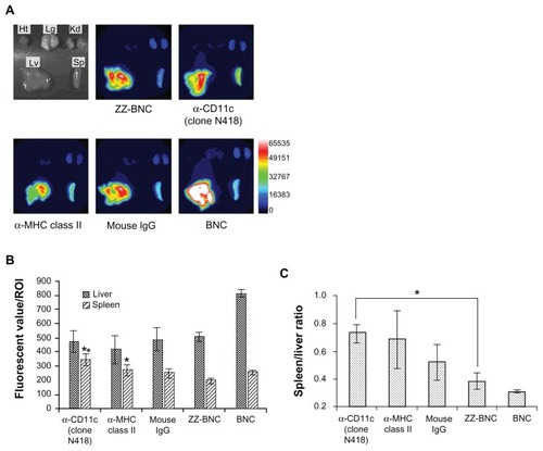 Figure 3 In vivo distribution of CF750-labeled α-DC-ZZ-BNC complexes following intravenous injection into mice. (A) CF750-derived fluorescence in each extirpated organ was observed using an OV-100 in vivo imaging system 40 minutes after intravenous injection into mice. (B) Fluorescent values of each organ in ROI were analyzed using WASABI software. Measurements were performed in triplicate. Error bars indicate the SD; **P < 0.01; *P < 0.05. (C) Fluorescent ratio between the spleen and liver in ROI was calculated from the average fluorescent values of the spleen and liver. *P < 0.05.Abbreviations: DC, dendritic cell; ZZ-BNC, BNC displaying ZZ domains; Ht, heart; Lg, lung; Kd, kidney; Lv, liver; Sp, spleen; ROI, region of interest; SD, standard deviation.