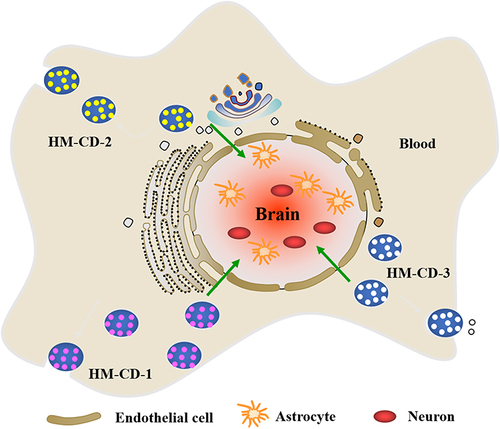 Figure 2 HM-CDs significantly improved blood-brain barrier (BBB) permeability. HM-CD-1 has an ultra-tiny size and abundance surface functional groups. The covalent binding of HM-CD-2 to the drug facilitates passive transport of the drug. HM-CD-3 has a strong affinity for the BBB endothelial cell membrane.