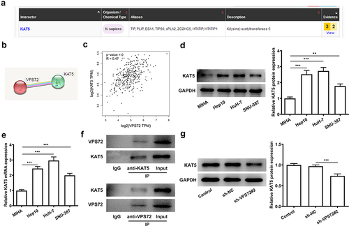 Figure 4. VPS72 could interact with KAT5 in hepatocellular carcinoma cells. (a-b) The interaction of VPS72 and KAT5 was analyzed by bioGRID database and STRING database, respectively. (c) The correlation analysis between VPS72 and KAT5 expression in hepatocellular carcinoma tissues was analyzed by GEPIA2 database. (d-e) Protein and mRNA expression levels of KAT5 were detected by western blot and RT-qPCR in the human immortalized liver cell lines MIHA, human hepatocellular carcinoma cells lines Hep10, HuH-7 and SNU-387. (f) The targeted binding of KAT5 and VPS72 was confirmed by Co-IP. (g) KAT5 expression in HuH7 cells in the groups of control, sh-NC, and sh-VPS72#2 was tested by western blot after VPS72 knockdown. Experiments were repeated three times and the measurement data were expressed in the form of the mean ± standard deviation (SD). **P < 0.01, ***P < 0.001.