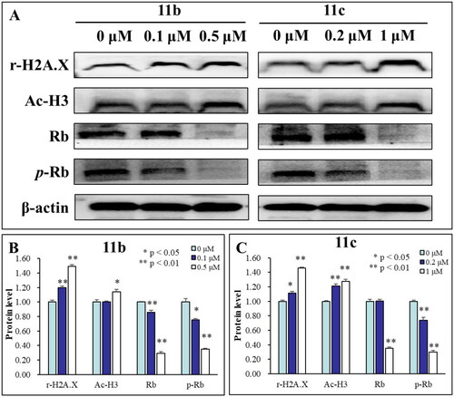 Figure 4. (A) HL-60 cells were treated with different concentrations of compound 11b and 11c for 48 h, western blot analysis was used to evaluate the levels of histone H3 acetylation (Ac–H3), Rb and p-Rb. β-Actin was used as the loading control. (B) The densitometry of proteins performed on the western blotting of 11b, *p < 0.05; **p < 0.01; (C) The densitometry of proteins performed on the western blotting of 11c, *p < 0.05; **p < 0.01.