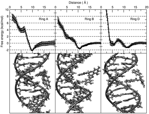 Figure 2. Top: potential of mean force energy profiles for the intercalation process of rings A, B, and D, respectively. Bottom: most populated structure extracted using clustering analysis from 100 ns of sampling time from window 9.8 Å for ring A, 10.8 Å for ring B, and 11 Å for ring D.