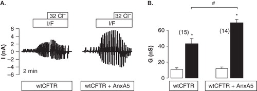 Figure 3. AnxA5 activates CFTR-currents in HEK293 cells. (A) I/F (100 μM; 2 μM) activated whole-cell currents in HEK293 cells expressing wt-CFTR or co-expressing wt-CFTR and AnxA5. Partial removal of Cl- from the bath solution (32 Cl−) inhibits whole-cell currents, indicating activation of CFTR Cl− currents. (B) Summary of the whole-cell conductances activated upon stimulation with I/F. Patch-clamp experiments performed in the fast whole-cell configuration. Open bars indicate the conductance before stimulation, i.e., in the absence of I/F. Mean ± SEM, n = number of experiments. Indicates significant activation of whole-cell conductances by I/F (paired t-test). #Indicates significant difference from cells lacking expression of AnxA5 (unpaired t-test).