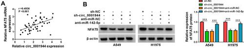 Figure 6 Circ_0001944 regulated NFAT5 expression by adsorbing miR-142-5p. (A) Pearson’s correlation analysis presented the correlation between NFAT5 and circ_0001944 in NSCLC tissues. (B) Western blotting detected the protein level of NFAT5 in A549 and H1975 cells transfected with sh-NC, sh-circ_0001944, sh-circ_0001944+anti-miR-NC, or sh-circ_0001944+anti-miR-142-5p. ***P < 0.001.