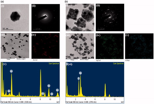 Figure 2. Physicochemical characterization of CP-AuNps (a) and CP-AgClNps (b). Notes: Field emission transmission electron micrographs showed that CP-AuNps and CP-AgClNps are hexagon and square-spherical shape (a-i, a-iii, b-i, and b-iii) and the selected area electron diffraction pattern revealed the crystalline nature of the biosynthesized nanoparticles (a-ii and b-ii). Elemental mapping (a-iv, b-iv and b-v) and energy dispersive X-ray spectroscopy (a-v and b-vi) confirmed the purity of the nanoparticles.