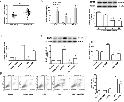 Figure 1. Serum SIRT1 was downregulated in NEC patients, and overexpression of SIRT1 inhibited LPS-induced cell apoptosis. (a) Serum SIRT1 in NEC patients (n = 34) were examined by an ELISA kit. (b) The contents of IL-6, IL-8 and TNF-α in NEC patients were examined through ELISA kits. *P < 0.05, **P < 0.01. (c) The expression of SIRT1 in Caco-2 cells was tested by Western blotting after stimulated by LPS. **P < 0.01, compared with 0 h treatment group; #P < 0.05, compared with 6 h treatment group. (d) and (e) The transfection efficiency of overexpression vector of SIRT1 (ov-SIRT1) in Caco-2 cells was tested. (f) Cell viability were measured after transfection with ov-SIRT1. (g) and (h) Cell apoptosis were measured after transfection with ov-SIRT1. *P < 0.05, compared with the empty vector transfection group; #P < 0.05, compared with the control group, &P < 0.05, compared with the LPS treatment group.