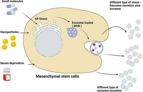 Figure 2 Effect of various factors on biogenesis and secretion of mesenchymal stem cell derived exosomes. Factors such as cell types, culture conditions, cell confluency, serum conditions, serum deprivation, preconditioning media and modified media, soluble factors, and cytokines and growth factors sites of exosomes, protein sorting, physico-chemical aspects, and transacting mediators influences biogenesis and secretion. Created with BioRender.com.