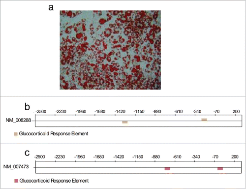 Figure 1. (a) Representative phase-contrast microscopy image for Oil Red O-stained differentiated 3T3-L1 cells. (b) and (c) Predicted sites for possible glucocorticoid response elements (GREs: AGAACANNNTGTTCT) for the genes Hsd1(NM_008288) and Aqp7 (NM_007473).