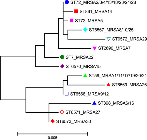 Figure 1 Phylogenetic tree of 30 methicillin-resistant Staphylococcus aureus isolates