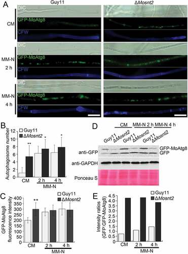 Figure 2. MoSNT2 plays critical roles in autophagy of M. oryzae. (A) Epifluorescence micrographs of autophagosomes. Transformants expressing the GFP-MoATG8 fusion gene were grown in CM liquid medium for 48 h, then transferred into MM-N for the indicated time. Mycelium was stained with 10 μg/ml CFW before photographing. Scale bar: 20 μm. (B) Autophagosome number within hyphae. The mean autophagosome number was calculated from at least 25 hyphal segments, each of which was defined as a hyphal region separated by 2 neighboring CFW-stained septa. (C) Fluorescence intensity of GFP-MoAtg8. The mean value of GFP fluorescence intensity was calculated from at least 25 hyphal segments with a length of 50 μm. (D) Immunoblot analysis of GFP-MoAtg8 proteolysis. (E) Quantified intensity of GFP:GFP-MoAtg8 ratios. The GFP-MoAtg8 band in the Guy11 strain was defined as reference with an intensity of 1.0