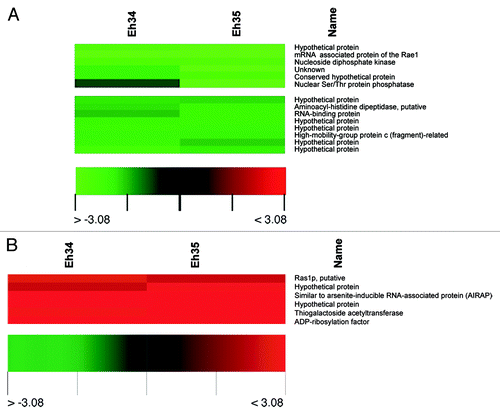 Figure 3. Clustered display of data from a portion of E. histolytica microarray, indicating downregulated (A) and upregulated transcripts (B) due to auranofin treatment. Microarray hybridizations (A and B) were performed using RNA from DMSO-treated E. histolytica and 1 µM auranofin-treated E. histolytica. Data from related genes in two separate hybridizations (Eh34 and Eh35) were analyzed by use of Acuity software.Citation22