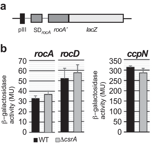 Figure 7. Effects of CsrA on the translation of rocA, rocD and ccpN.(a) Schema of the pIII-rocA-lacZ fusion. Heterologous promoter pIII used to replace procABC is followed by the 5ʹ UTR of rocA (rocD, ccpN), the SD and the first 17 codons of the corresponding ORF fused in frame to the 2nd lacZ codon. (b) Translational rocA-lacZ, rocD-lacZ, and ccpN-lacZ fusions were integrated into the amyE locus of B. subtilis DB104 or DB104 (∆csrA) and β-galactosidase activities measured after growth in TY medium until OD600 = 4.5. In all cases, the indicated values are the results of three biological replicates. Error bars represent standard deviations.