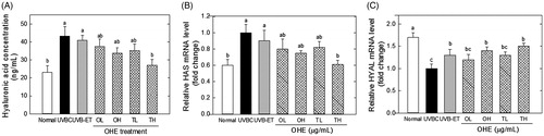 Figure 4. Hyaluronic acid content, and mRNA levels of HAS and HYAL in the skin of UVB-irradiated hairless mice treated with OHE. (A) HA content, (B) HAS mRNA expression and expression, (C) HYAL mRNA expression, Normal: drinking water without OHE, no UVB irradiation; UVBC: drinking water without OHE plus UVB irradiation; UVB-ET: topical application of vehicle (15% eucalyptol); OL: 0.1% OHE in drinking water plus UVB irradiation; OH: 0.5% OHE in drinking water plus UVB irradiation; TL: topical application of OHE at 0.2 mg/cm2 plus UVB irradiation; TH: topical application of OHE at 0.4 mg/cm2 plus UVB irradiation. The values are the mean ± standard error of the mean (SEM) (n = 6). Different letters indicate significant differences (p < 0.05) among the groups as indicated by Duncan’s multiple range test.