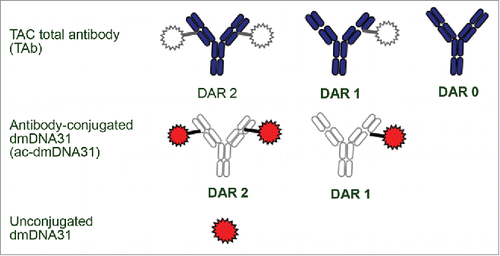 Figure 2. Three analytes measured for PK ccharacterization. The figure depicts the analyte mixtures for ac-dmDNA31 and TAC total antibody. The gray areas indicate parts of TAC structure that would not be measured by the respective assay. The colored areas indicate parts of TAC structure that would be determined by each assay. Catabolites of TAC other than unconjugated dmDNA31 may be present in circulation. DAR = drug-to-antibody ratio.