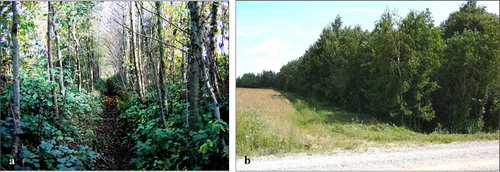 Figure 9. Two views of the same stretch of Graisupis-1 ditch demonstrating: (a) suppressing effect of trees 12 years after planting on growth of bed vegetation, taken in 2005 (photo: V. Poškus); and (b) field shelterbelt formed over ditch channel over 16 years, taken in 2009 (photo: R. Lamsodis).