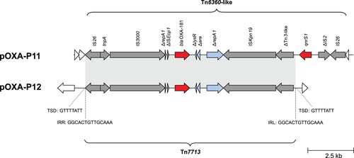 Figure 6. Tn6360-like variants in blaOXA-181-harbouring P. mirabilis. Grey arrows = mobile genetic elements or associated genes, red arrows = antibiotic resistance genes, blue arrows = other genes or gene fragments, white arrows = genes outside of the transposon structure. IRL/IRR = left and right inverted repeats, TSD = target site duplications.