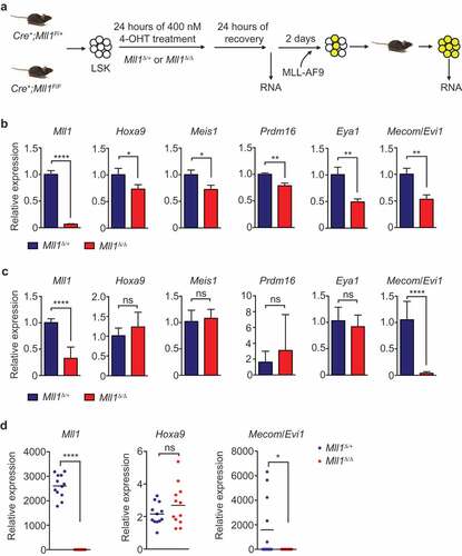 Figure 2. Mll1 loss affects target gene expression before the initiation of MLL-AF9 leukemia.