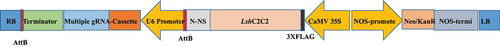 Figure 3. Development of Construct with multiple gRNA cassette and orientation of Cas13 in the map.