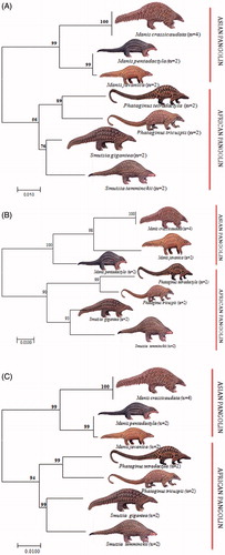 Figure 1. Illustrating the Cyt b (A), 16S rRNA (B) and 12S rRNA (C) sequences based Neighbour-Joining (NJ) tree analysis among seven pangolins by using MEGA 7 (Kumar et al, Citation2016b).