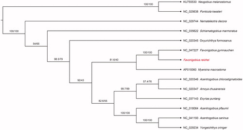 Figure 1. Phylogenetic tree of Favonigobius reichei and 13 related species in Gobiidae based on the 13 concatenated nucleotide sequences of the entire protein-coding genes (PCGs) by maximum likelihood (ML) analysis. The numbers on the nodes are the bootstrap values/SH-like aLRT analyses. GenBank accession numbers are given before the species name.