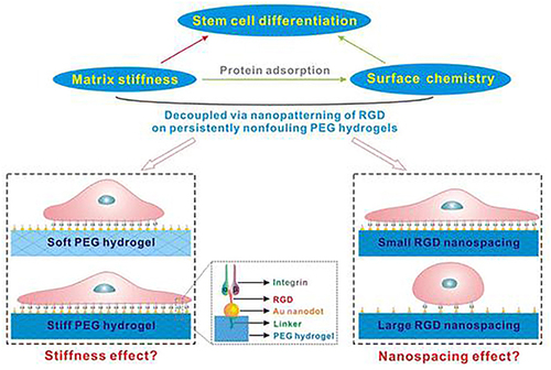 Figure 31 Schematic of four modified AuNPs modified matrices to study the effect of matrix stiffness and organization of cell adhesion ligands on adhesion and differentiation of rat mesenchymal stem cells.