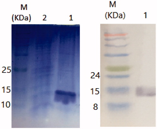 Figure 2. (a) SDS-PAGE of the purified nanobody. (b) Western blotting of the purified nanobody. M; protein marker, 1; the extracted nanobody 2; wash flow through.