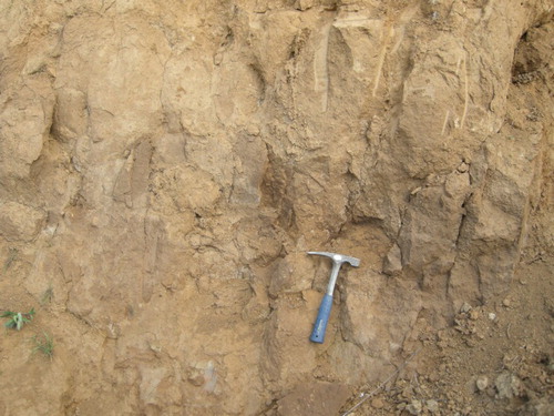 Figure 7. Clayey–silty sediments diffusely outcropping (Unit 8s near Cascina Long). They show a prismatic cracking and a reddish-brown colour.