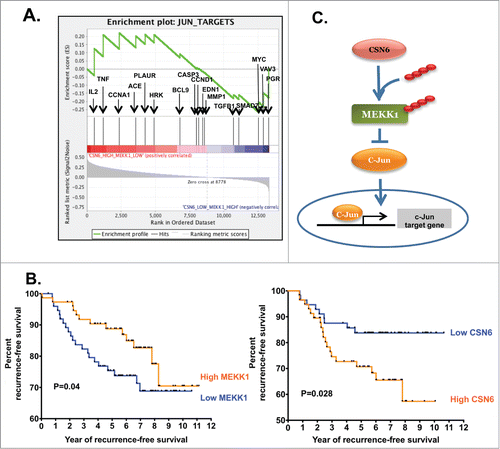 Figure 6. CSN6 regulates the c-Jun target gene through MEKK1. (A) An enrichment score graph and ranked list metric graph show the upregulation of c-Jun target genes in breast cancer patients with high CSN6 and low MEKK1 expression. (B) Kaplan-Meier survival curves of overall survival duration based on MEKK1 and CSN6 expression in gene expression profiles of breast cancer patient cohort GSE20194. Data were downloaded from the Gene Expression Omnibus database and matched with corresponding clinical data in analysis. Log-rank analysis was used to test for significance. P = 0.04 and 0.028 respectively. (C) Model of CSN6-MEKK1-c-Jun axis in regulating c-Jun transcriptional activity.