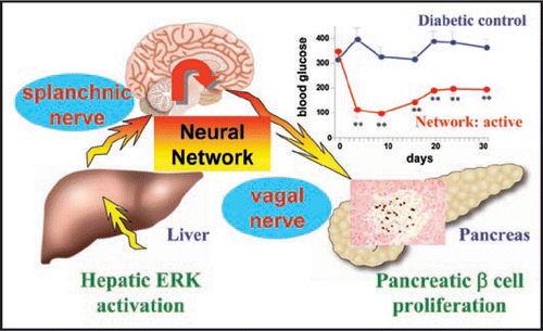 Figure 1 Schematic model of the neural relay originating in the liver (for details see text). Hepatic ERK activation associated with obesity results in pancreatic β cell proliferation, via the neuronal system consisting of afferent and efferent nerves and the central nervous system. When applied to mouse models of insulin-deficient diabetes, activation of this neural relay normalized blood glucose. This inter-organ system may serve as a valuable therapeutic target for diabetes by regenerating pancreatic β cell mass.