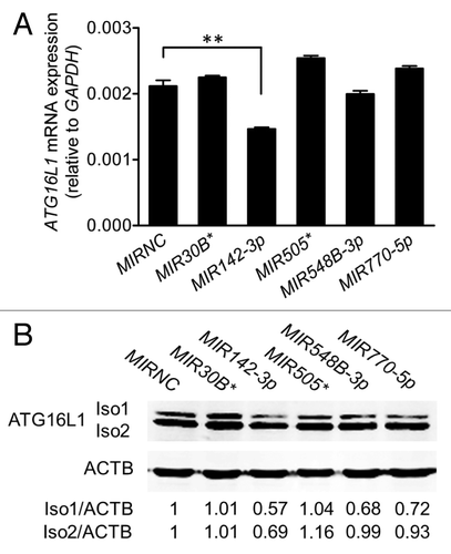 Figure 3.MIR142-3p regulates ATG16L1 expression. HCT116 cells were transfected with individual miRNA mimics or a mimic negative control (MIRNC) (50 nM). At 24 h post-transfection, (A) total RNA was extracted and assayed for ATG16L1 mRNA expression by real-time RT-PCR. The data are expressed as the mean ± SEM (n = 3). **P < 0.01 vs MIRNC; (B) whole cell lysates were assayed by western blot for ATG16L1 protein expression. The density of ATG16L1 isoform 1 (Iso1) and isoform 2 (Iso2) bands was quantitated using the Odyssey infrared imaging system and normalized to that of the corresponding loading control ACTB with the same treatment. Representative bands are shown.
