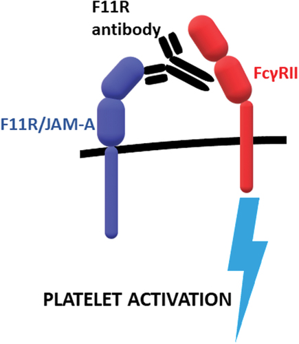 Figure 1. Activation of blood platelets by F11 antibodies binding to F11R/JAM-A. F11 bind to F11R/JAM-A and Fc fragment of the antibodies is recognized by FcγRII receptor which triggers platelet activation.