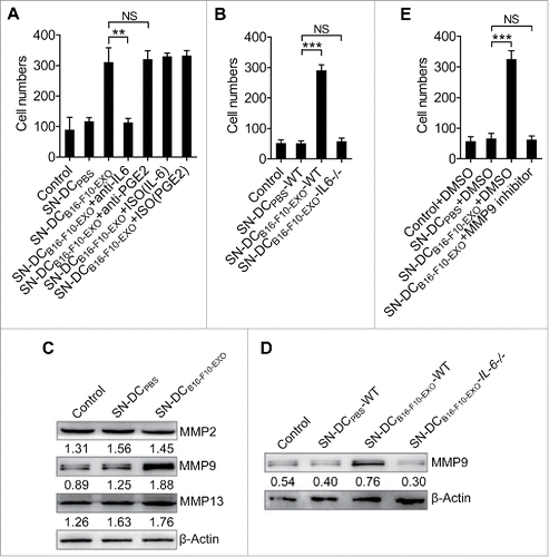 Figure 2. IL-6 from Ta-DCs promoted tumor cell invasion through upregulation of MMP9 expression. (A-C) B16-F10 cells were cultured in supernatant from PBS- or B16-F10-EXO (5 μg/ml for 6 h)-stimulated BMDCs in the presence of 30 μg/ml of anti-IL-6, PGE2 or isotype control (ISO) mAbs (A), or BMDCs of WT or IL-6−/− mice (B) for 24 h. Their invasive ability was measured using an in vitro invasive assay (n = 5) (A, B). The MMP2, MMP9 and MMP13 protein levels in each supernatant-treated B16-F10 cells were detected by Western blot (C). (D, E) B16-F10 cells were cultured in supernatant from B16-F10-EXO (5 μg/ml for 6 h)-stimulated BMDCs from WT or IL-6−/− mice for 24 h, and the MMP9 protein level was detected by Western blot (D), or in the presence of 600 nm MMP9 inhibitor for 24 h. Then, the invasive ability of B16-F10 cells was measured using an in vitro invasive assay (n = 5) (E). (A, B, E) The results are shown as the mean ± SEM of 3 independent experiments. (C, D) One representative of 3 independent experiments is shown. Numbers indicate the ratio of gray values of the corresponding protein to that of β-Actin. P values were generated by one-way ANOVA, followed by a Tukey-Kramer multiple comparison test; **p < 0.01; ***p < 0.001; NS, not significant.