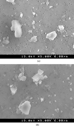 FIG. 5  (a) SEM photomicrograph of reference quartz before instillation in rat lung (5000×). (b) SEM photomicrograph of reference quartz recovered from rat lung after 90 days by low-temperature plasma ashing (5000×).