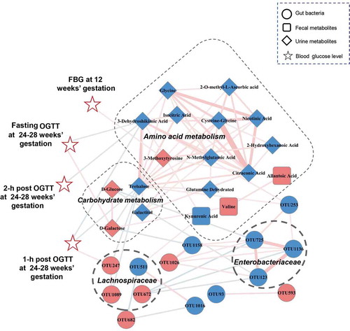 Figure 5. A co-occurrence network constructed from the relative abundances of differential bacterial OTUs, fecal and urine metabolites as well as blood glucose values in GDM subjects versus HCs. The spearman correlation analysis was used to explore the co-occurrence network. The relevant networks with Spearman’s correlation (r) > 0.25 or < −0.25 were shown. Overall, bacterial OTUs belonged to families Enterobacteriaceae and Lachnospiraceae formed strong co-occurring relationships with metabolites assigned to carbohydrate and amino acid metabolism. In addition, within this co-expression network, some of metabolites and bacterial OTU (Lachnospiraceae_OTU 247) also showed significant correlations with glucose values of FBG at 12 weeks’ gestation or OGTT at 24–28 weeks’ gestation. These characteristic co-expression network formed synergistic relationships in GDM. Size of the nodes represents the fold changes (GDM relative to HC) of these variables. Red and blue dots indicate the increased and decreased relative abundances of variables in GDM subjects relative to HCs, respectively. Edges between nodes indicate Spearman’s negative (light blue) or positive (light red) correlation, edges thickness indicate range of p value (p < .01). Abbreviations: fasting blood glucose, FBG; oral glucose tolerance test, OGTT