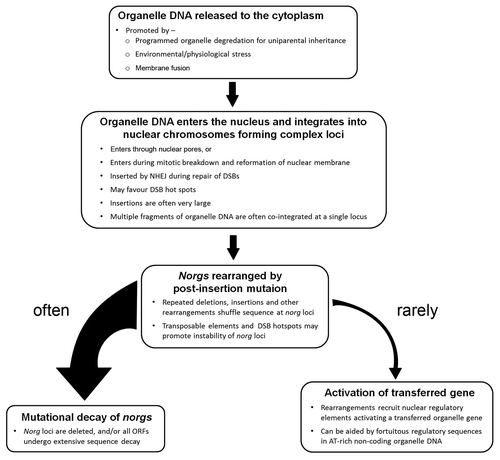 Figure 2 A model for functional transfer of organelle genes to the nucleus.