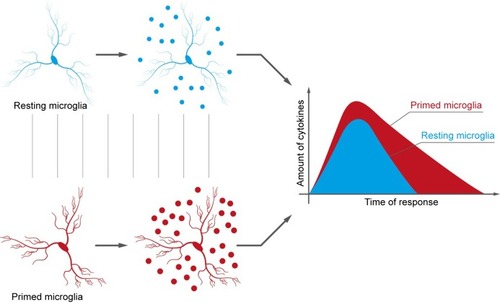 Figure 1 The differences between normal and “primed” microglia consist of an increased sensibility of the latter to any kind of stimulation. The consequence is an increased production of cytokines.
